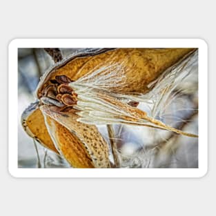 Frosted Milkweed Sticker